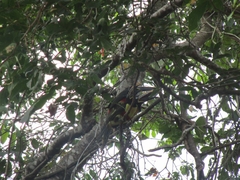 Pteroglossus castanotis