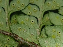 Polystichum neozelandicum