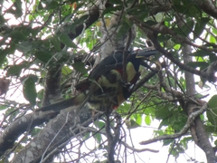 Pteroglossus castanotis