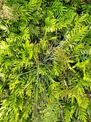Aciphylla squarrosa