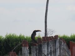 Pteroglossus castanotis