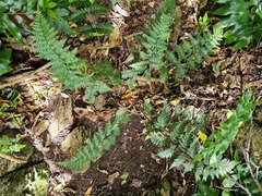 Polystichum neozelandicum