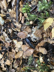 Plocamostethus planiusculus