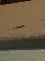 Hemidactylus platyurus