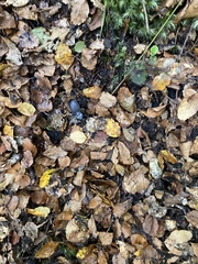 Plocamostethus planiusculus