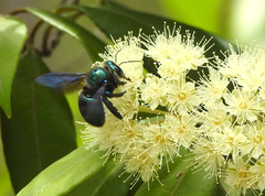 Xylocopa bombylans