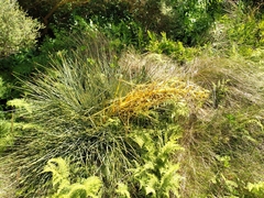 Aciphylla squarrosa