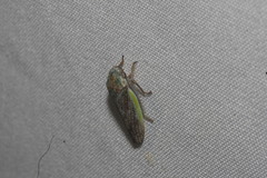 Hamana transversa