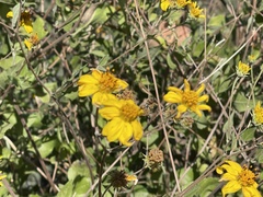 Helianthinae