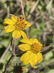 Helianthinae
