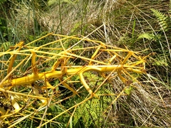 Aciphylla squarrosa