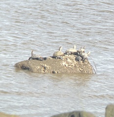 Malaclemys terrapin terrapin