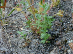 Prostanthera eurybioides