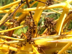 Aciphylla squarrosa