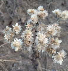 Pseudognaphalium microcephalum