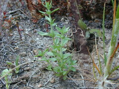 Prostanthera eurybioides