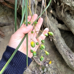 Libertia