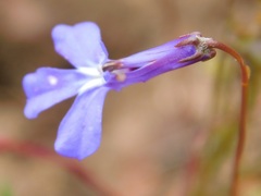 Lobelia chamaepitys