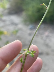 Adenophyllum speciosum