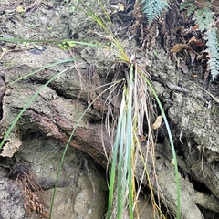 Libertia
