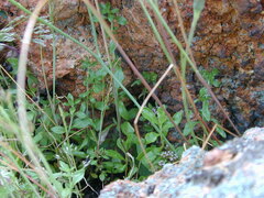 Prostanthera eurybioides