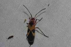 Dysdercus mimus