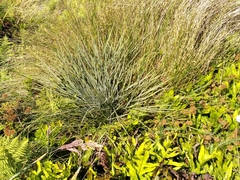 Aciphylla squarrosa