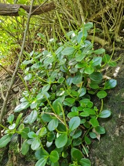 Peperomia urvilleana