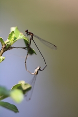 Prodasineura verticalis