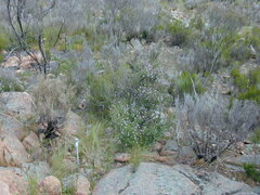 Prostanthera eurybioides