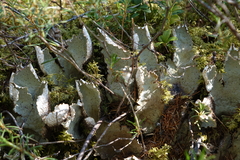 Peltigera leucophlebia