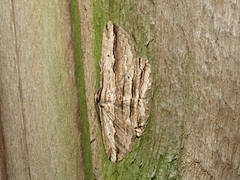 Euphronarcha luxaria