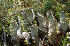Peltigera leucophlebia