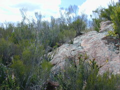 Prostanthera eurybioides