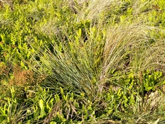 Aciphylla squarrosa
