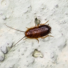 Myrmecoblatta hebardi