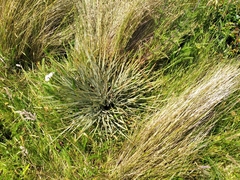 Aciphylla squarrosa