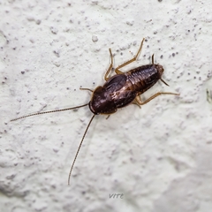 Myrmecoblatta hebardi