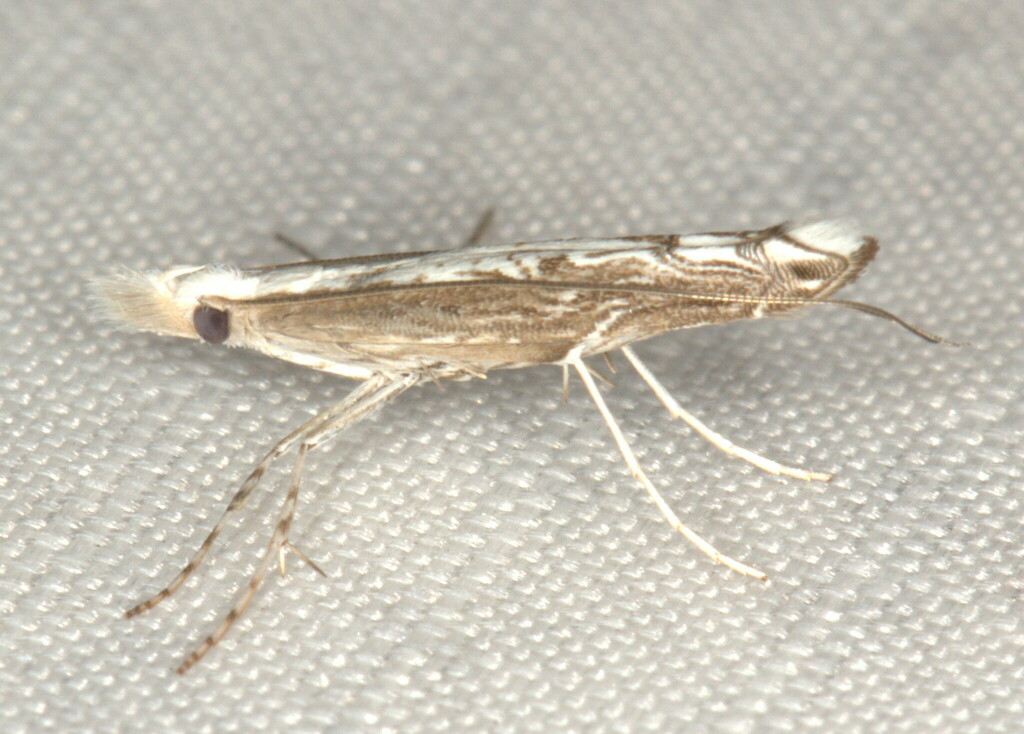 Epicephala homostola