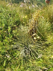 Aciphylla squarrosa