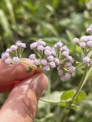 Ageratum corymbosum