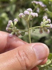 Ageratum corymbosum