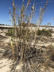 Arundo donax