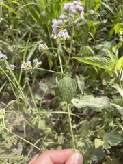 Ageratum corymbosum