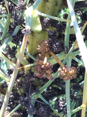 Aciphylla squarrosa