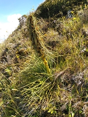 Aciphylla squarrosa