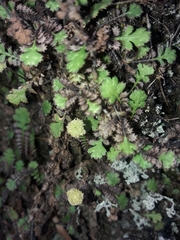 Leptinella squalida