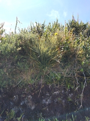 Aciphylla squarrosa