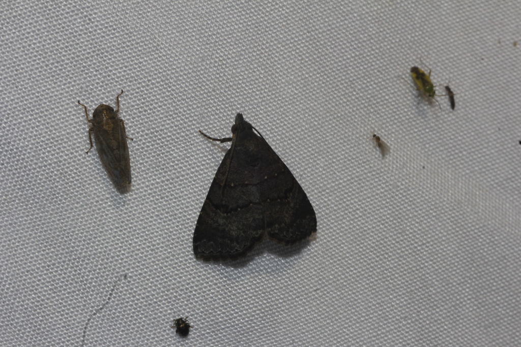 Double-lined Brown Moth