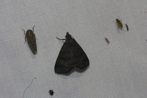 Double-lined Brown Moth